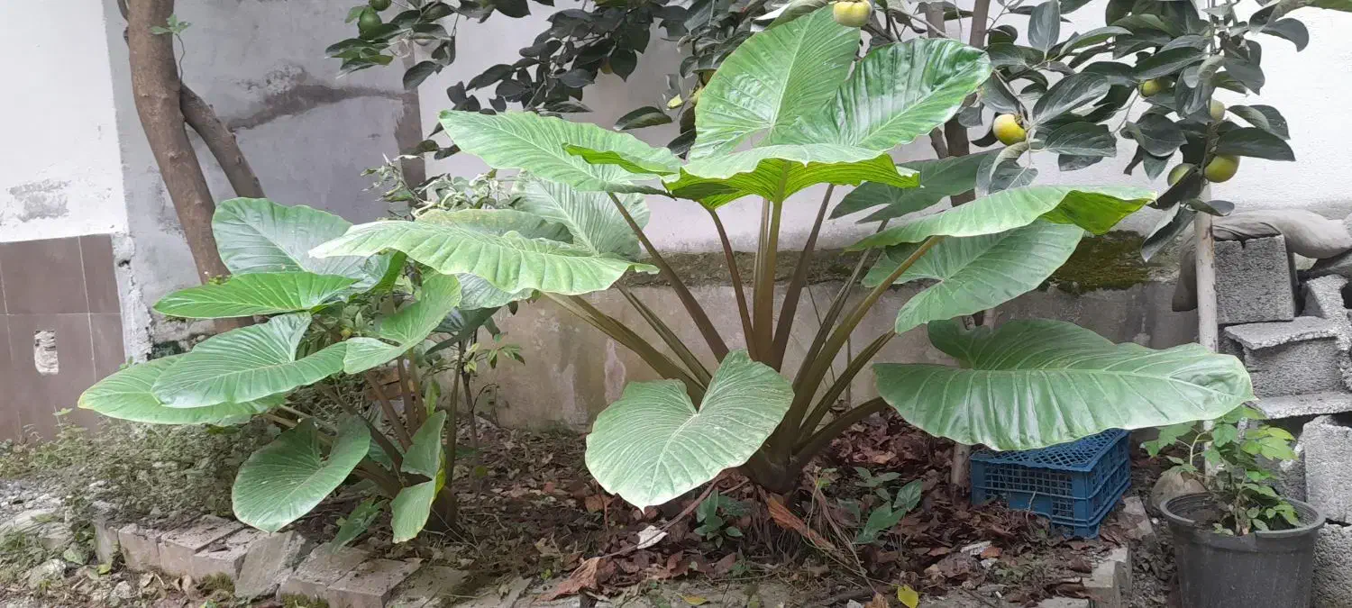 بابا آدم|گل و گیاه طبیعی|تنکابن, |دیوار