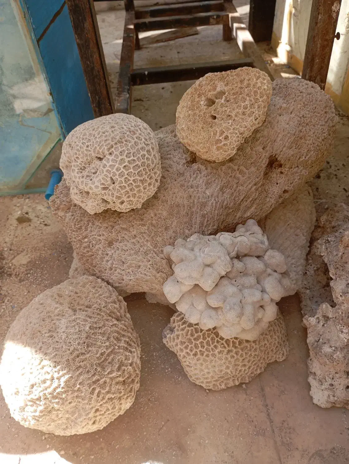 آکواریوم ومتعلقات|ماهی|صدرا-فارس, فاز ۱|دیوار