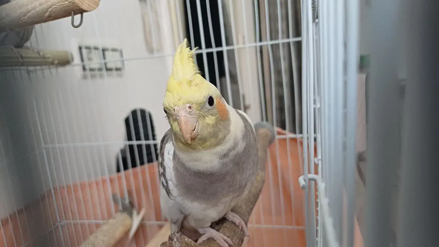 عروس‌‌ هلندی‌.وایت فیس.گل باقالی.ابلغ|پرنده|پاکدشت, پاکدشت (مامازند)|دیوار