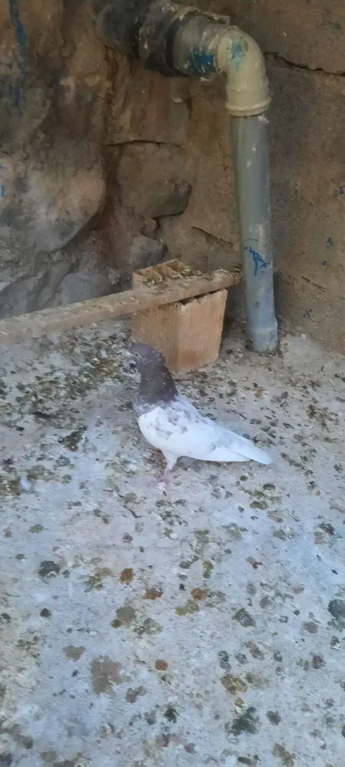 جفت کفتر کله سرخ کلاهی|پرنده|بافت, |دیوار