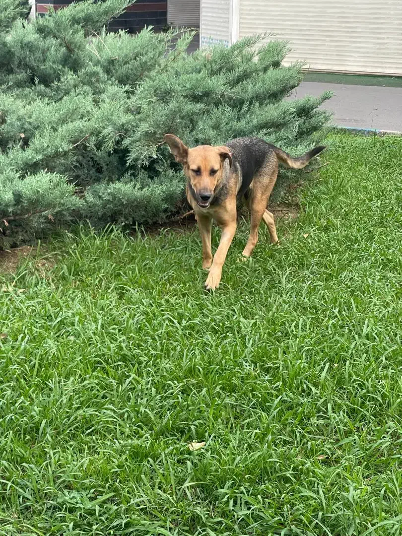 واگذاری رایگان|سگ|رشت, آب آسیاب|دیوار