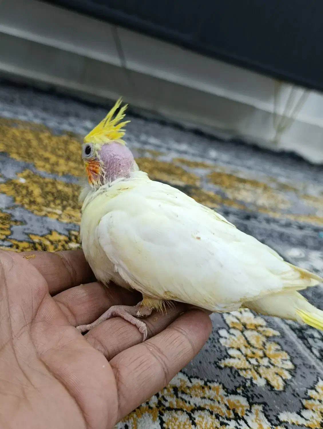 جوجه عروس هلندی|پرنده|زابل, |دیوار