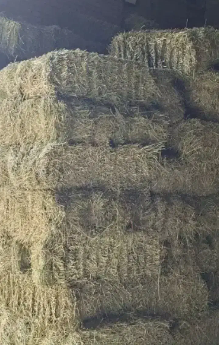 یونجه تمیز|لوازم جانبی حیوانات|لالجین, |دیوار