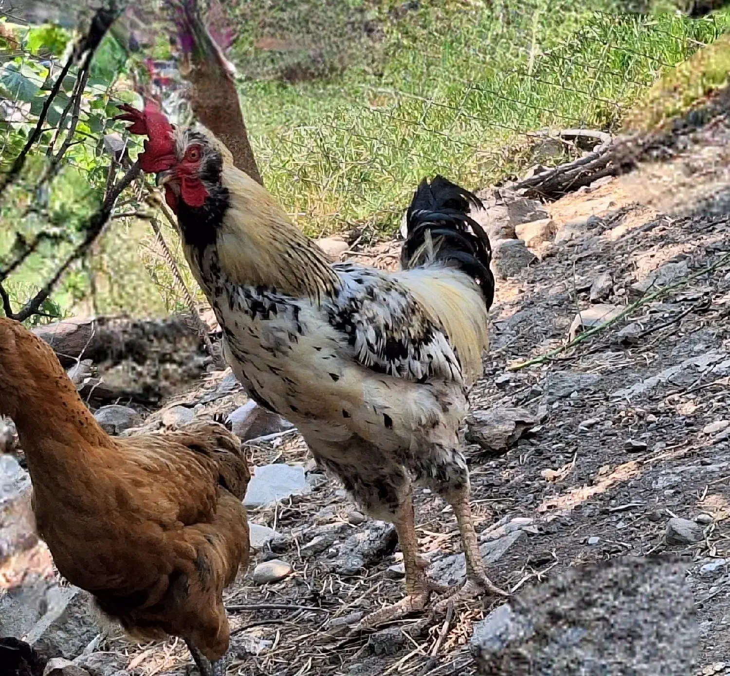 فروش خروس و مرغ و  اردک اسراعلی|حیوانات مزرعه|رضوانشهر, |دیوار