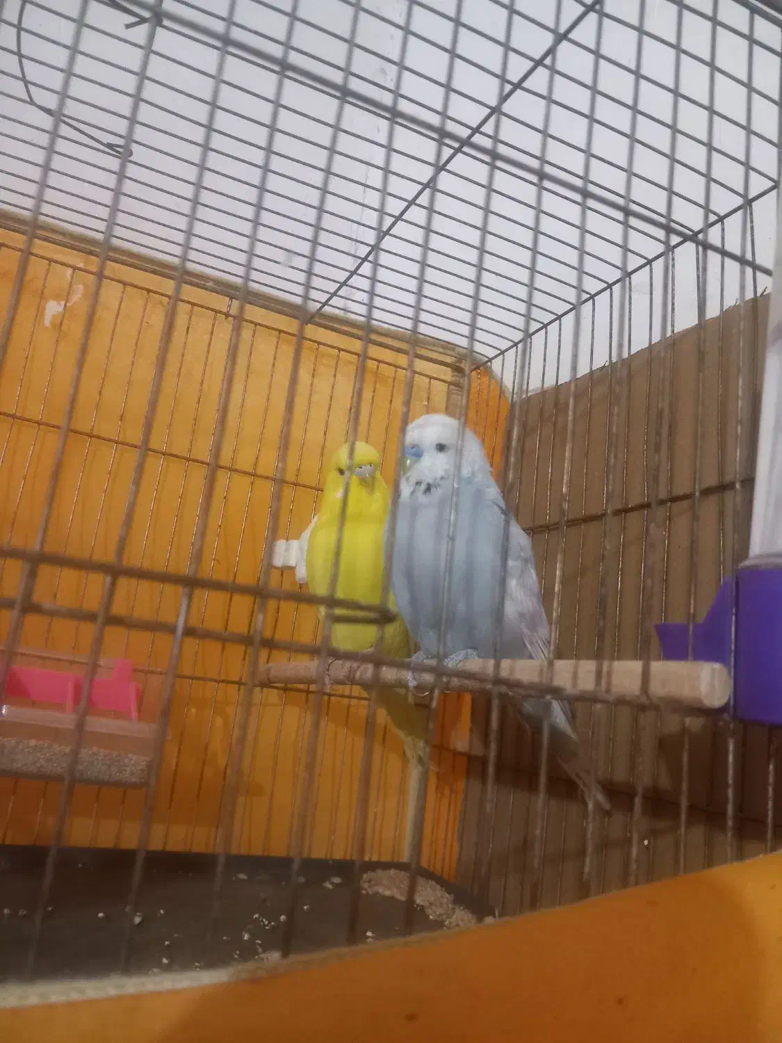 مرغ عشق انگلیسی|پرنده|تفت, |دیوار