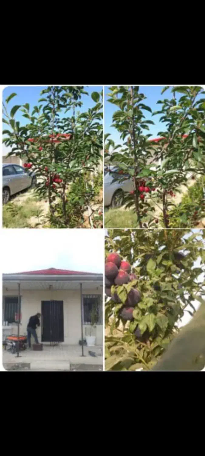 فروش زمین ۳۵۰ متری چهاردیواری در کوشک‌زر|فروش زمین و ملک کلنگی|هشتگرد, کوشک زر|دیوار