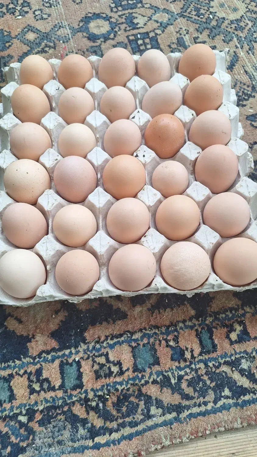 تخم مرغ محلی  تازه|خوردنی و آشامیدنی|جوادآباد, |دیوار