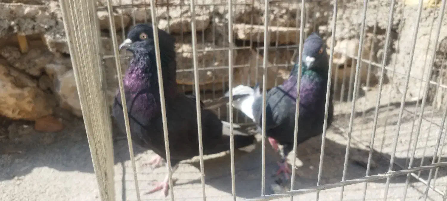 سیاه دمسفید نروماده|پرنده|دوگنبدان, |دیوار