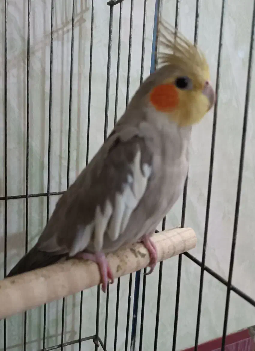 عروس هلندی جفت نر و ماده مولد|پرنده|بندر امام خمینی, |دیوار