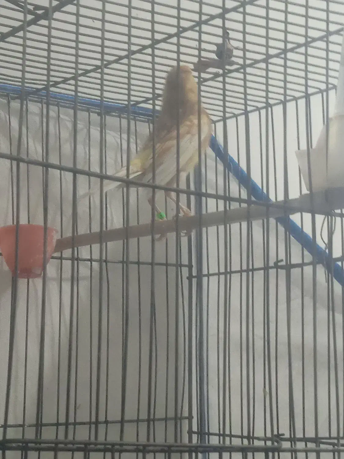 قناری|پرنده|بم, |دیوار