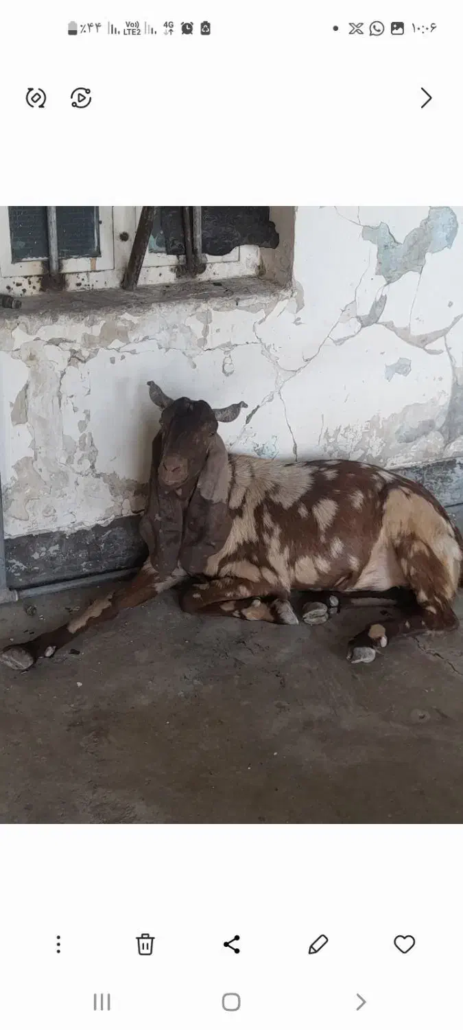 بز پاکستانی|حیوانات مزرعه|مسجد سلیمان, |دیوار