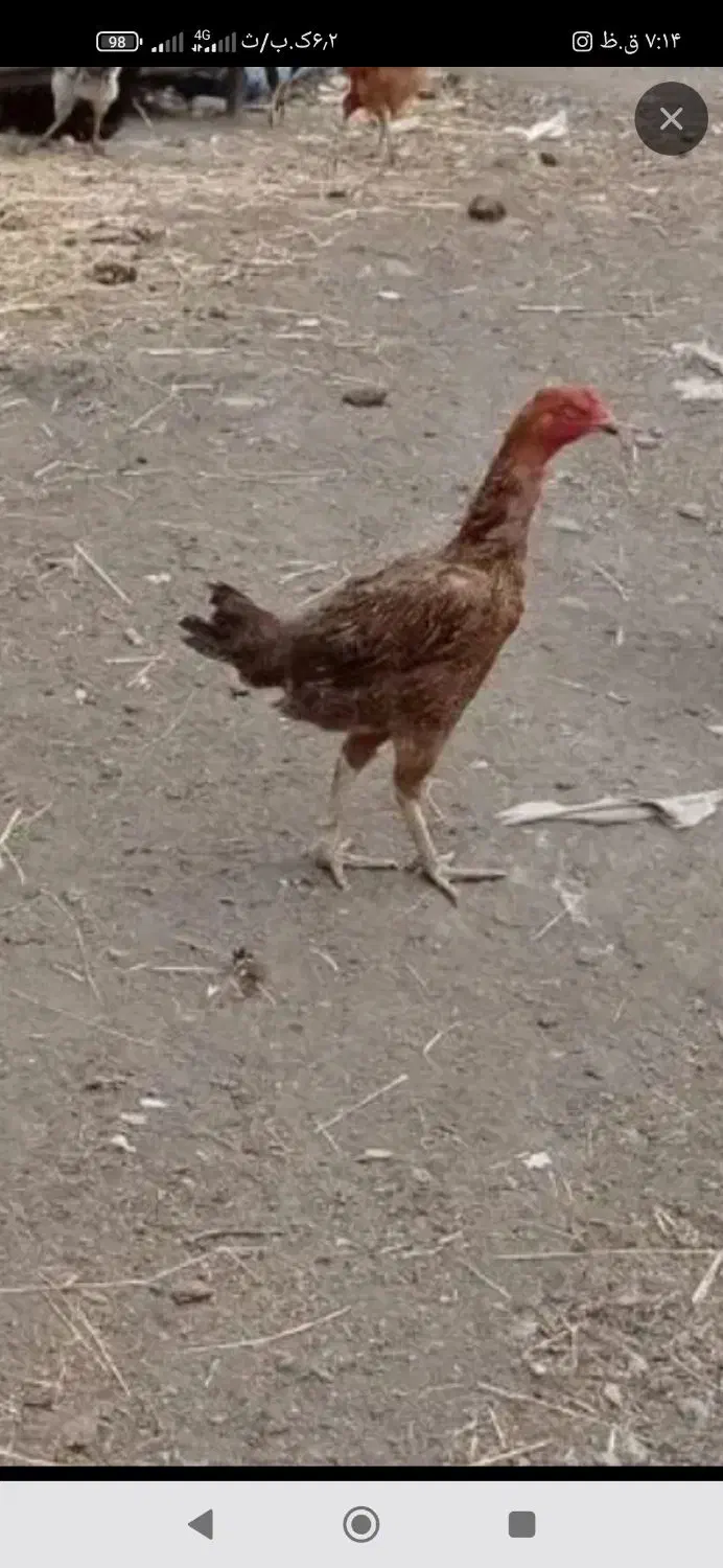 خروس ومرغ لاری|حیوانات مزرعه|مشگین شهر, |دیوار