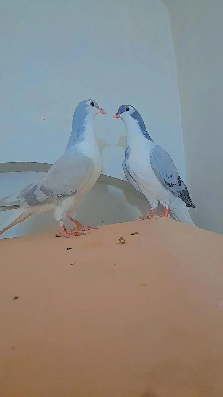 دو عدد جوجه ساده|پرنده|کاشمر, |دیوار