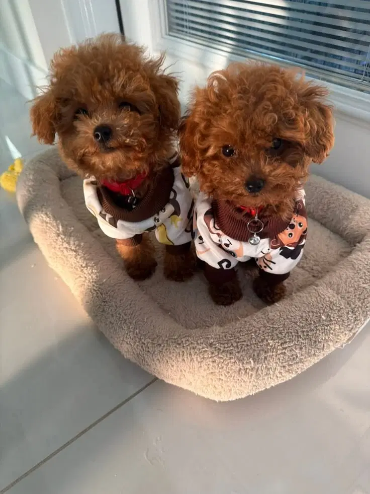 toypoodle&tayni|سگ|تهران, پونک|دیوار