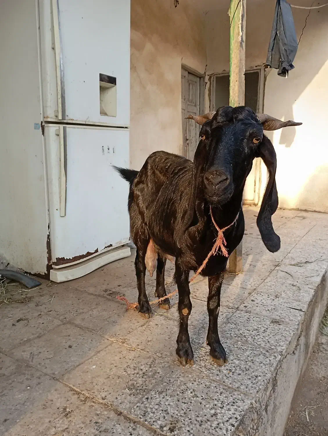 بزپاکستانی|حیوانات مزرعه|سنگدوین, |دیوار