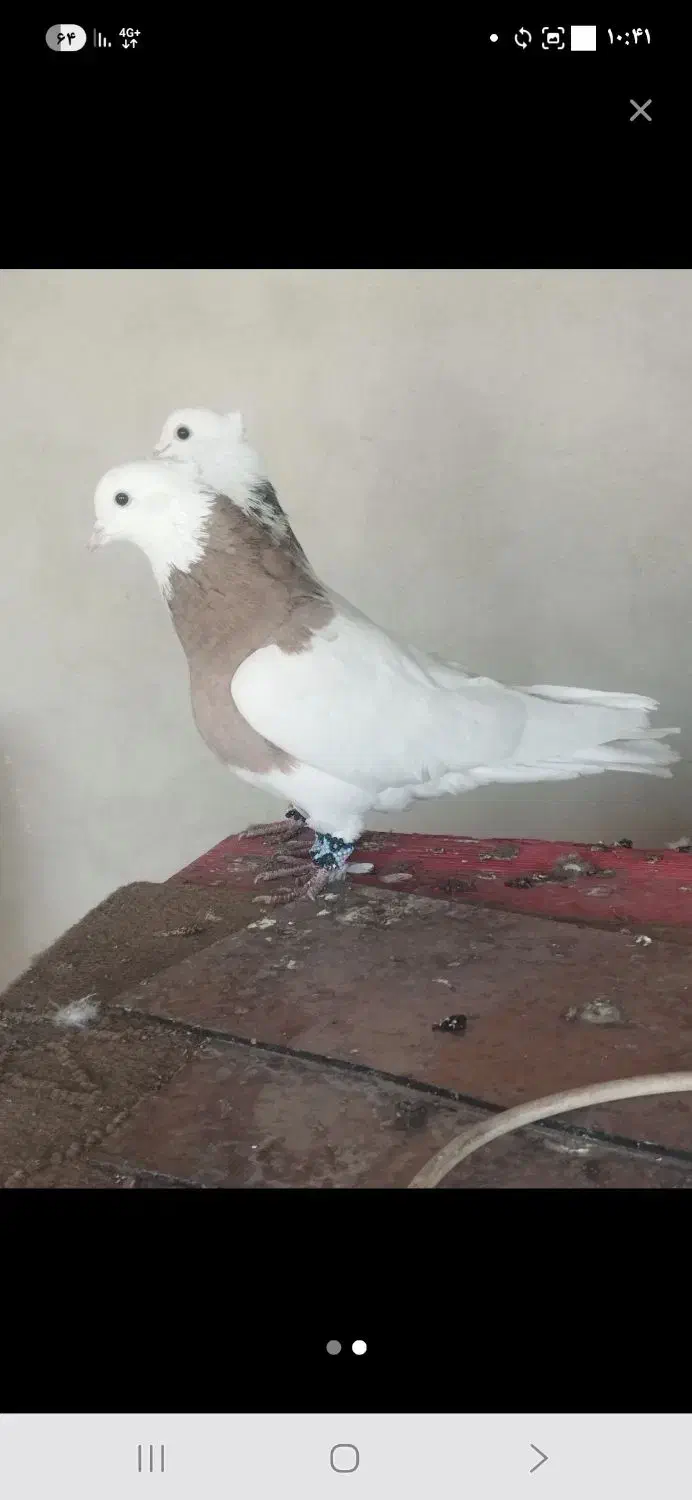 کفترطوقی جوان|پرنده|فولادشهر, B2|دیوار