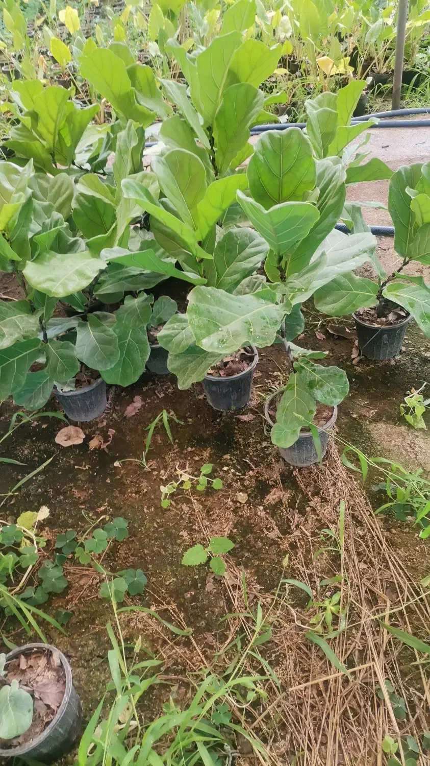 فیکوس لیراتا و فیکوس ابلق|گل و گیاه طبیعی|مشهد, امیریه|دیوار