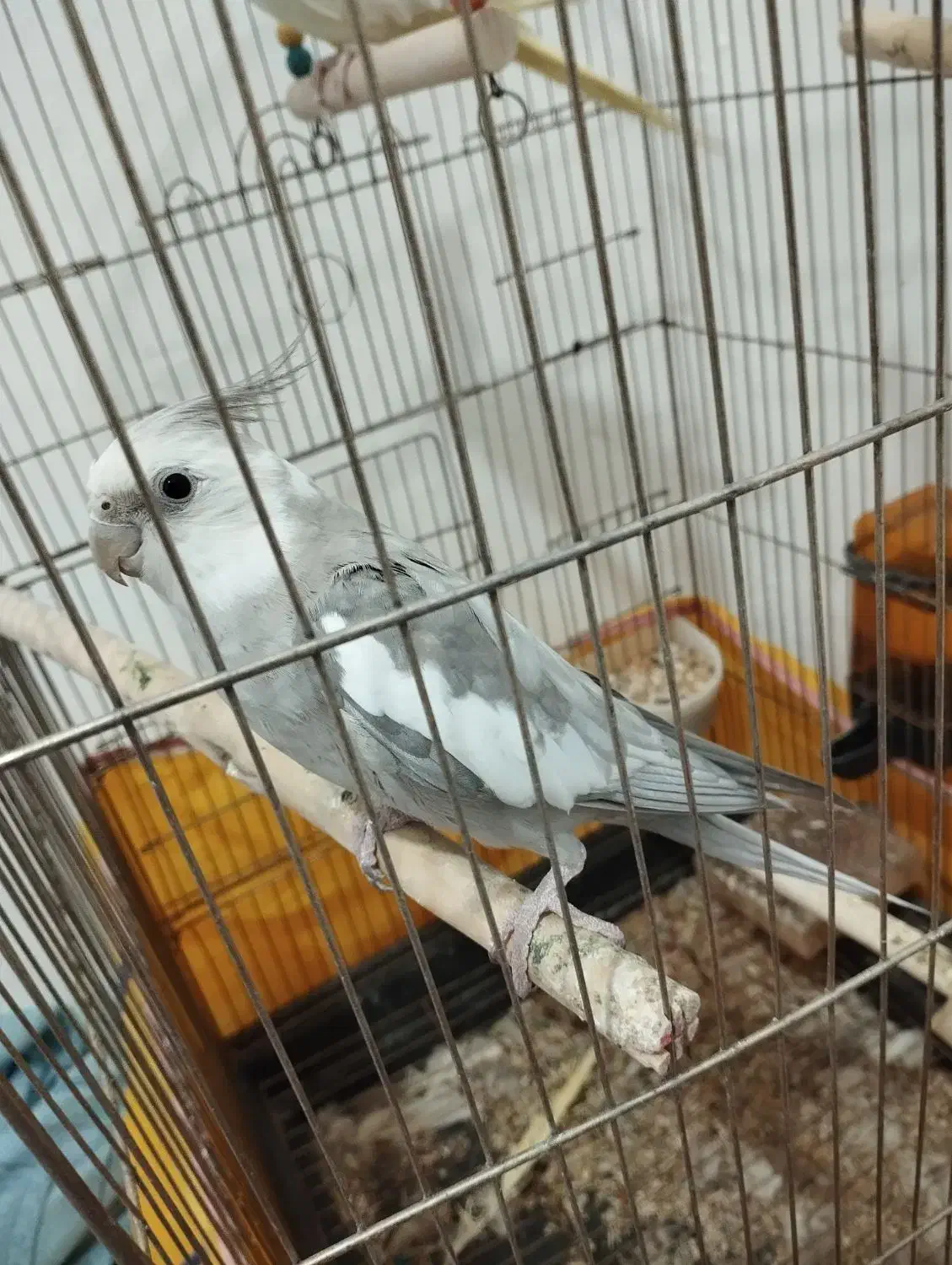 عروس هلندی|پرنده|فردیس, شهرک شهید حسینی|دیوار