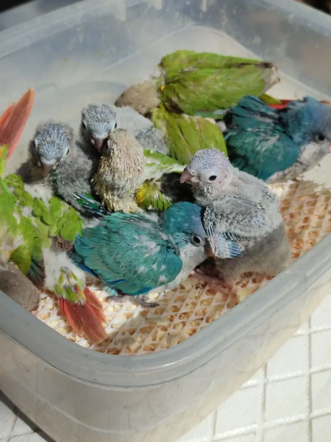 جوجه راهب،گرینچیک آناناسی دبل رد،یلوساید دبل رد|پرنده|رشت, گلسار|دیوار