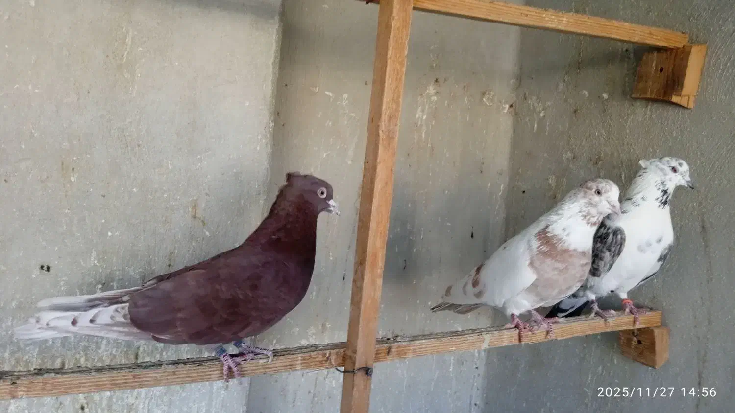 کبوتر پرشی|پرنده|فردیس, نسترن شرقی|دیوار