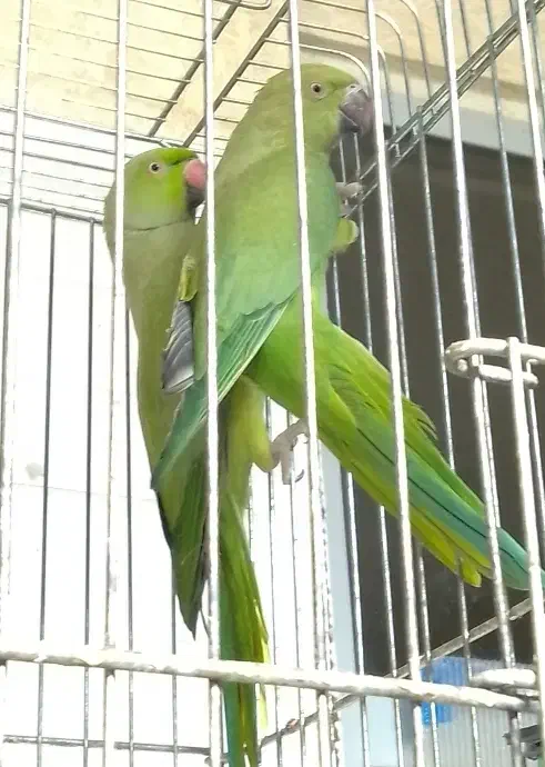 پول نیازم قیمت مناسب انواع طوطی سانان معاوضه فروش|پرنده|اردکان, |دیوار