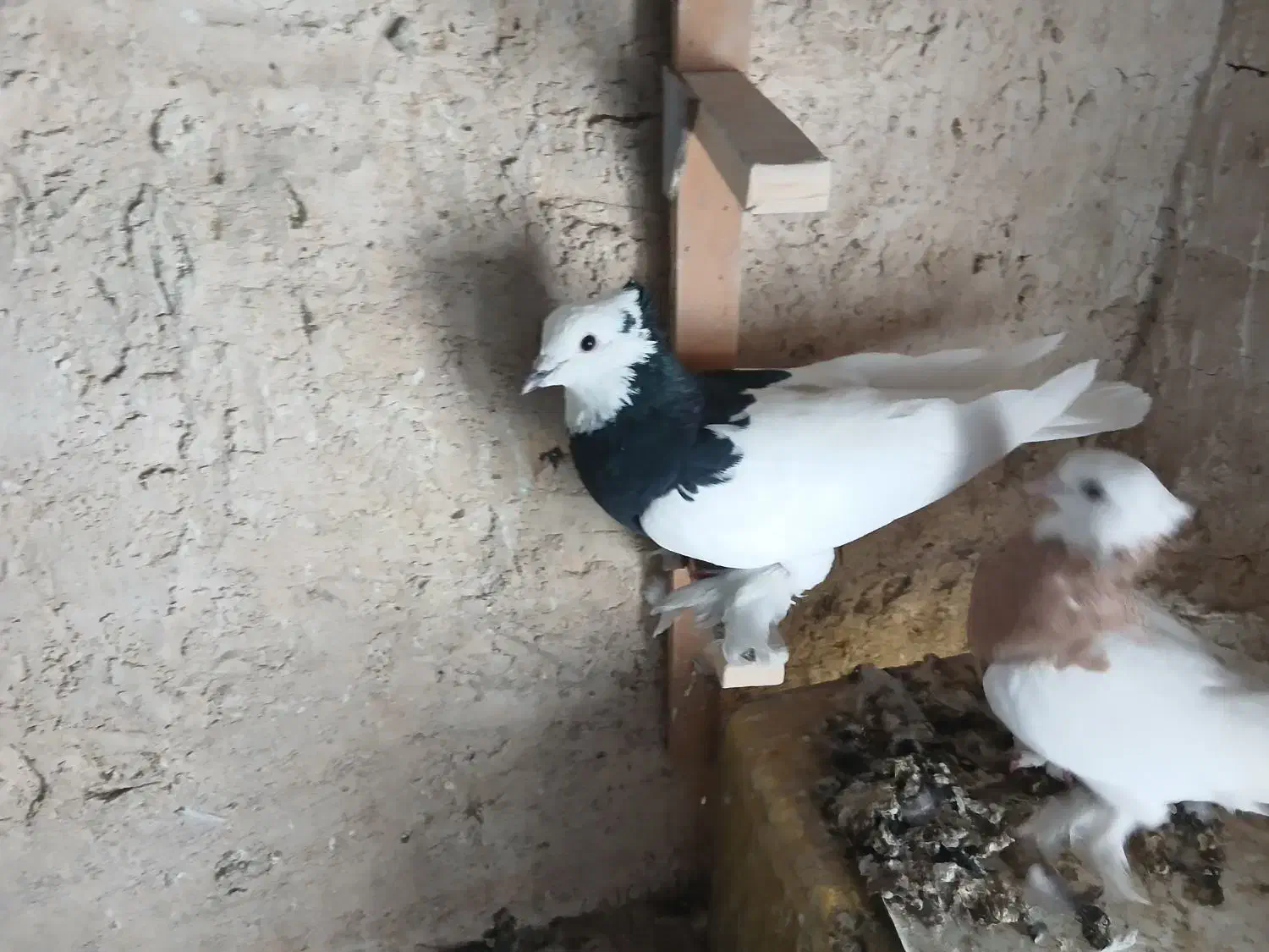 کفتر|پرنده|داراب, |دیوار