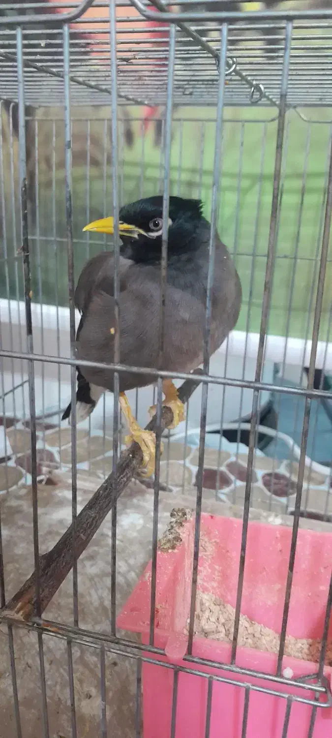 مرغ مینا|پرنده|مبارکه, |دیوار