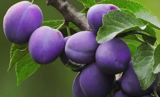 معتبرترین پیش فروش نهال الوپایه کوتاه|خدمات باغبانی و درختکاری|تربت‌حیدریه, قاسم آباد|دیوار