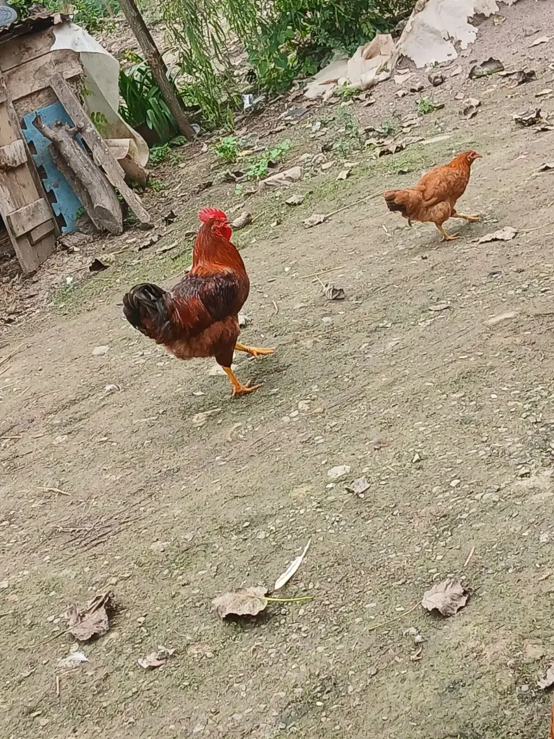 خروس|حیوانات مزرعه|لاهیجان, بوجایه|دیوار