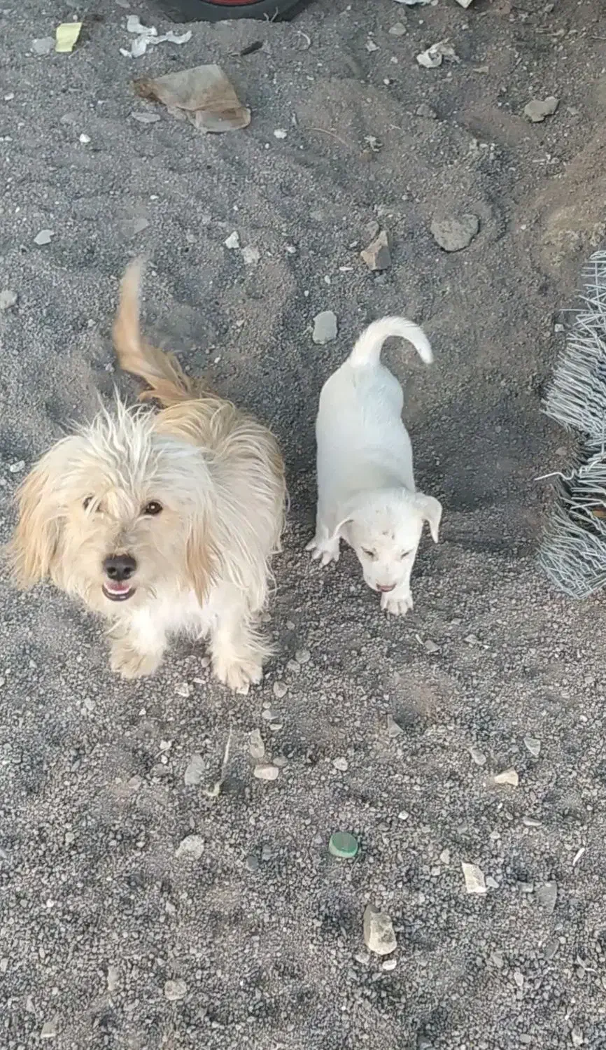 پاپی|سگ|تربت جام, معدآباد|دیوار