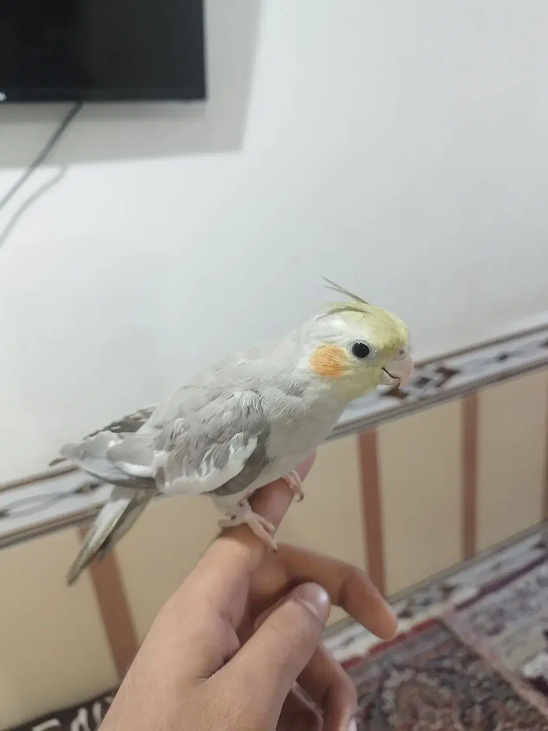 چند عدد عروس هلندی|پرنده|کارون, |دیوار