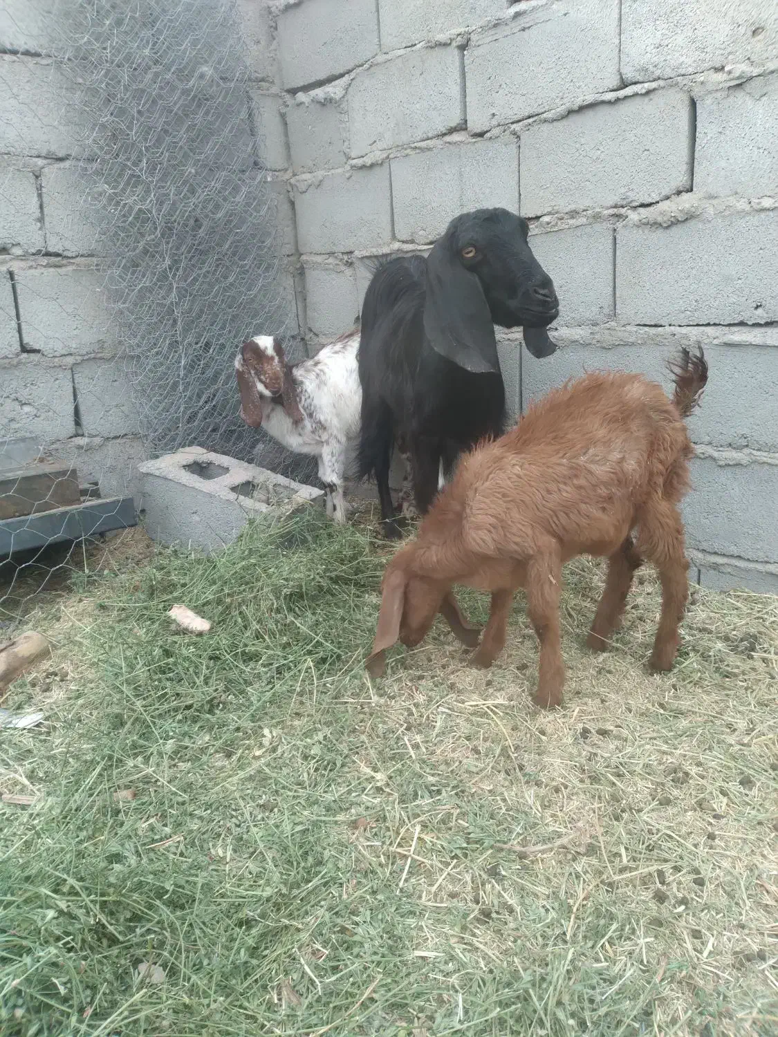 گوسفند فروشی|حیوانات مزرعه|ریگان, |دیوار