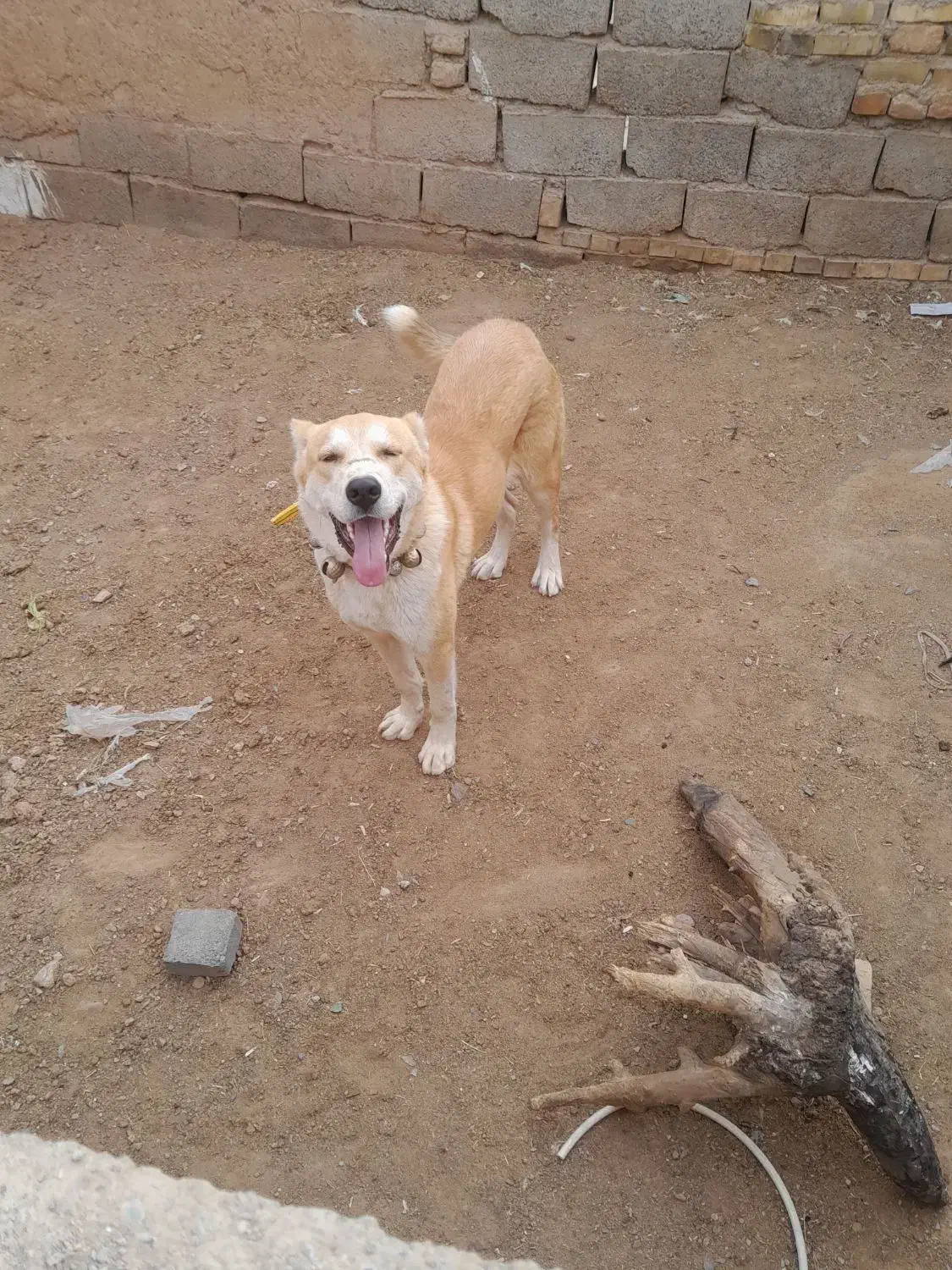 توله ۶ ماهه|سگ|تربت جام, فاز ۱ فرهنگیان|دیوار