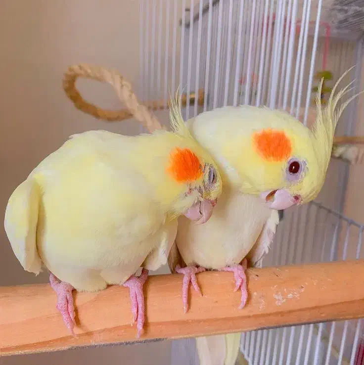 جفت عروس هلندی|پرنده|مشهد, شهید قربانی|دیوار