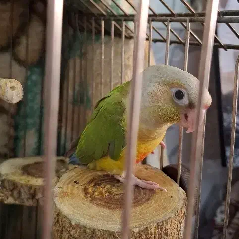 جوجه گرینچیک دوماهه|پرنده|تهران, افسریه شمالی|دیوار