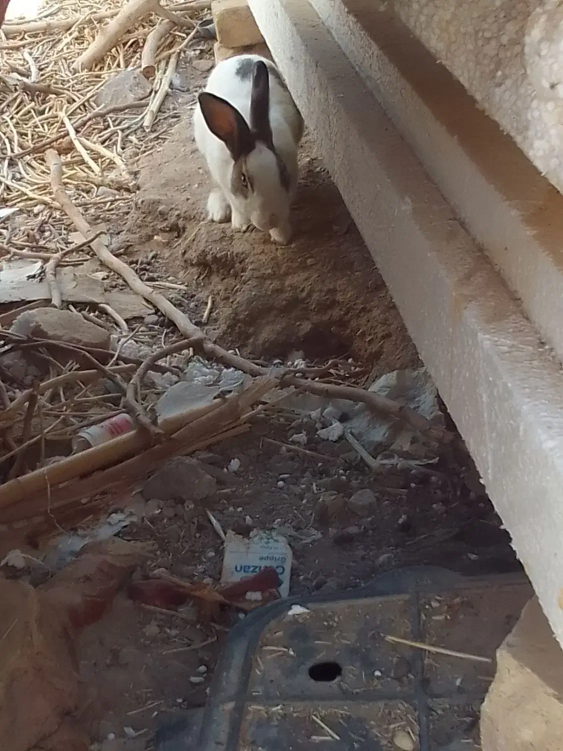 خرگوش|موش و خرگوش|مروست, |دیوار