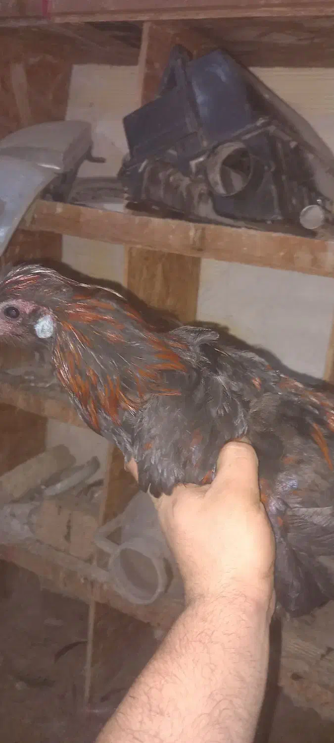 خروس نیمچه سیاه|حیوانات مزرعه|جلفا, |دیوار