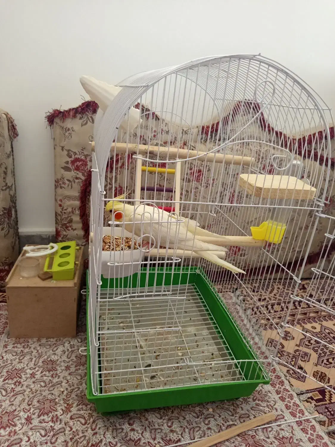 عروس هلندی|پرنده|قروه, |دیوار