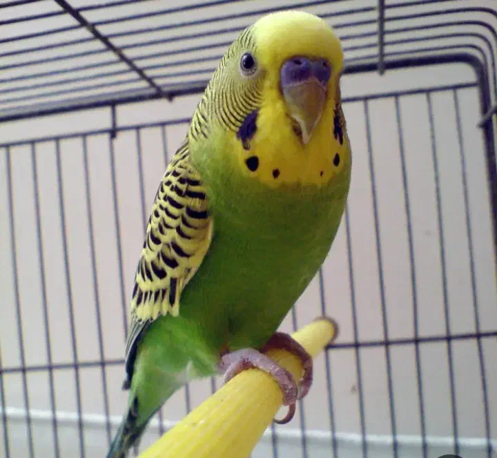 واگذاری رایگان پرنده گان شما را میپذیرم|پرنده|قائمشهر, |دیوار