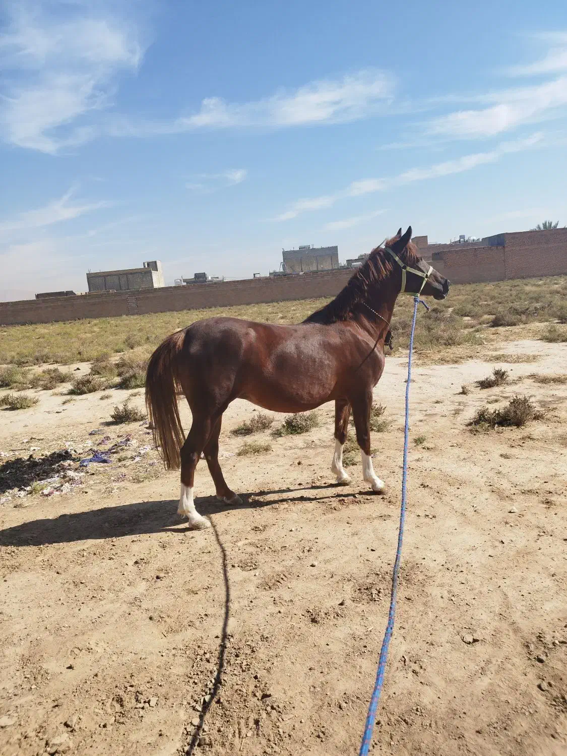 مادیون درهشوری|اسب و تجهیزات اسب‌سواری|شیراز, علی آباد|دیوار