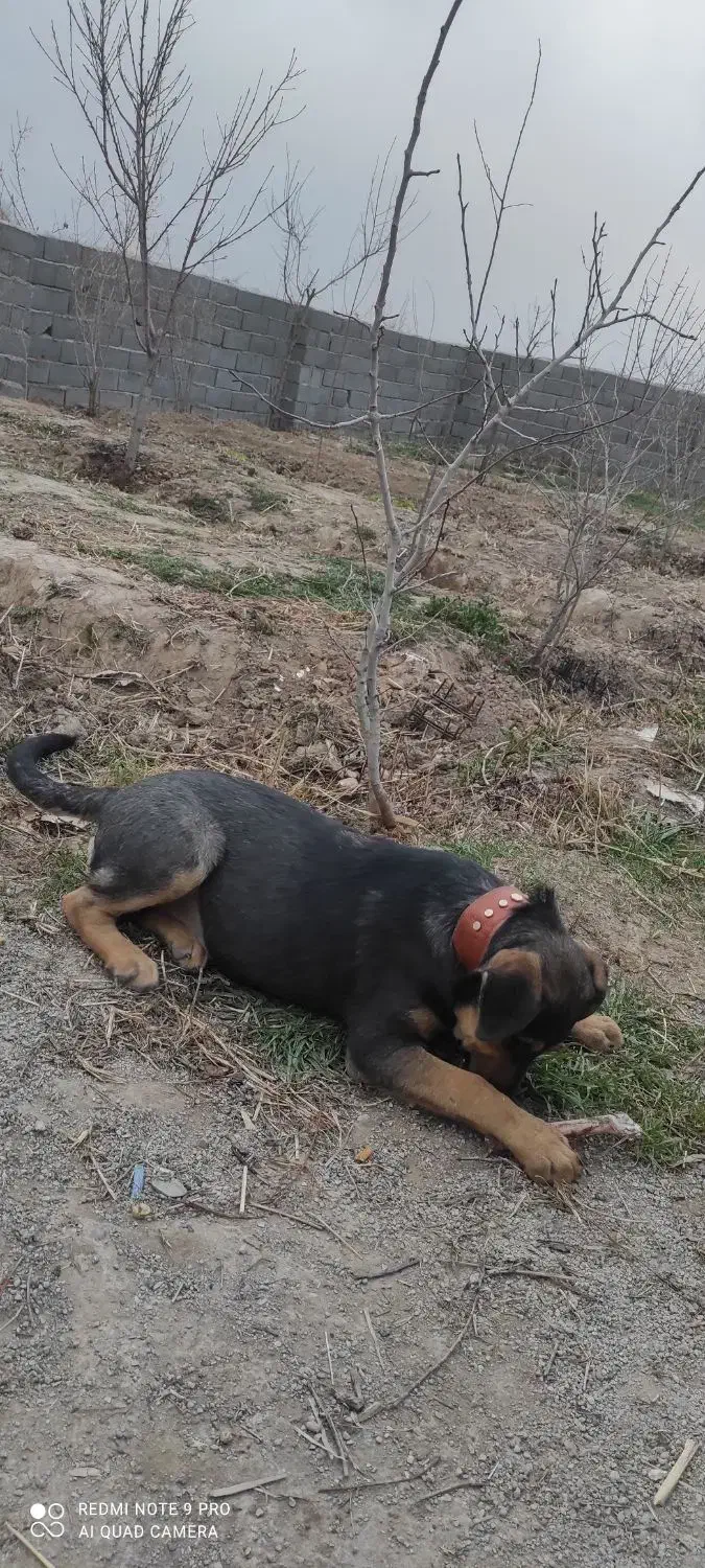 واگذاری سگ قبول میکنم|سگ|قرچک, مهدیه|دیوار