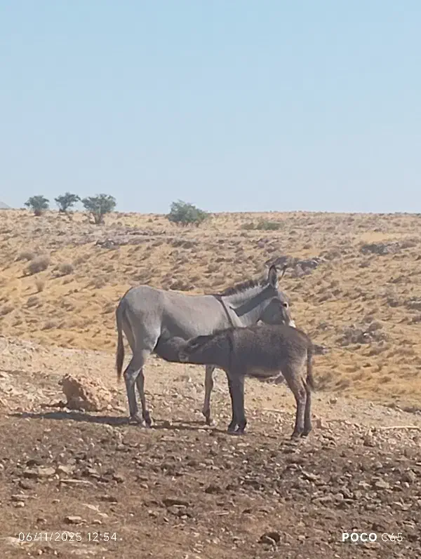 الاغ|حیوانات مزرعه|جره و بالاده, |دیوار
