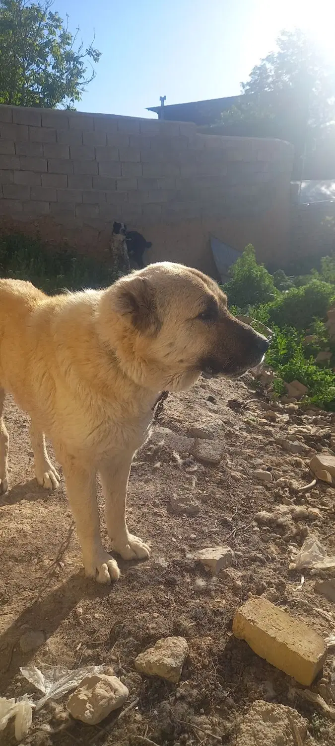 سگ سراب|سگ|رزن, |دیوار
