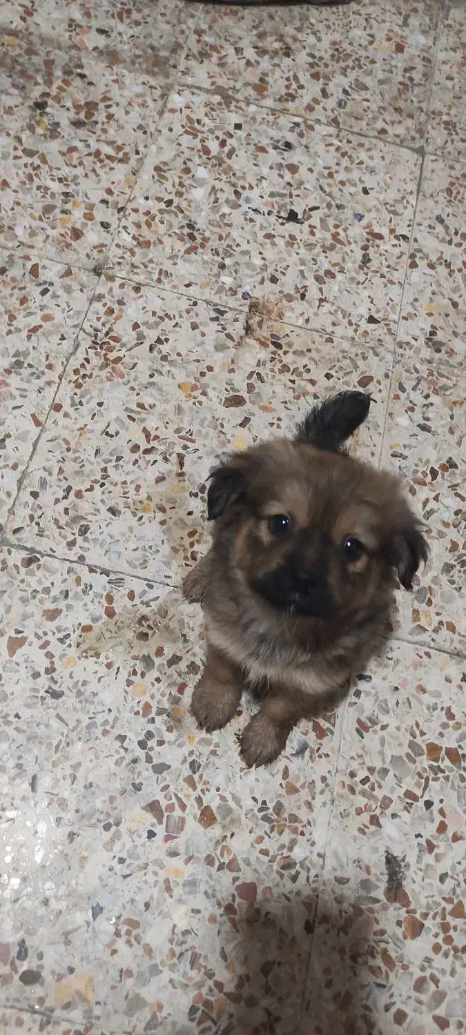 حیوان خانگی|سگ|اهواز, سپیدار|دیوار