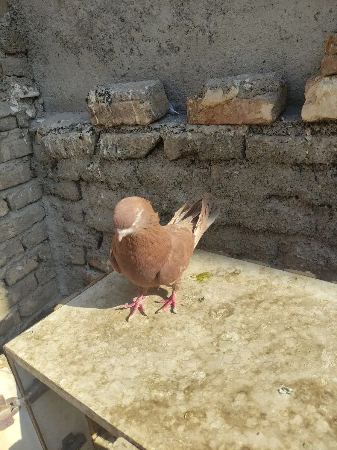 کفتر نوک قنار|پرنده|فردیس, شهرک شهید حسینی|دیوار