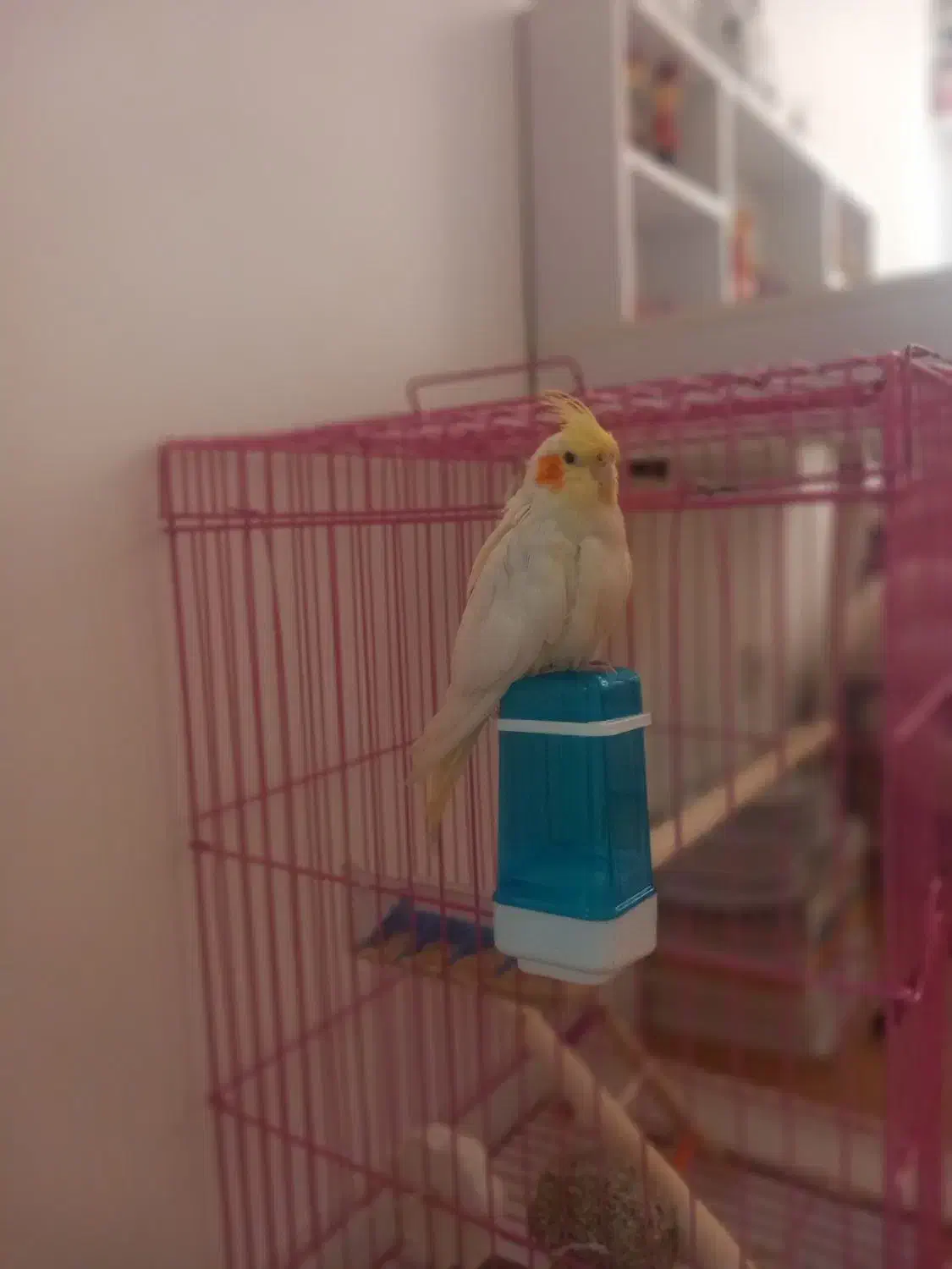 عروس هلندی نژاد لتینو،رام و دوست داشتنی|پرنده|تهران, وحیدیه|دیوار