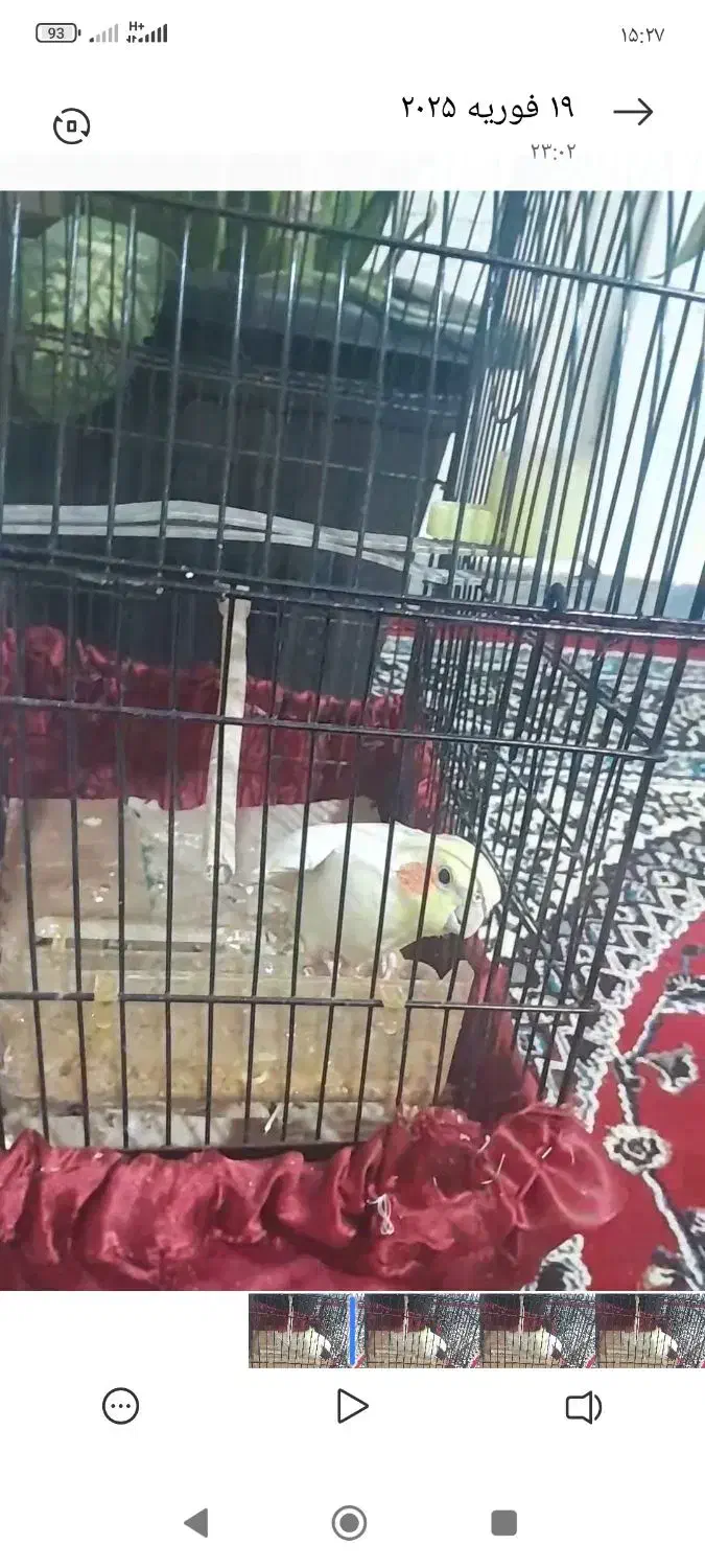 عروس هلندی گمشده|پرنده|باشت, |دیوار