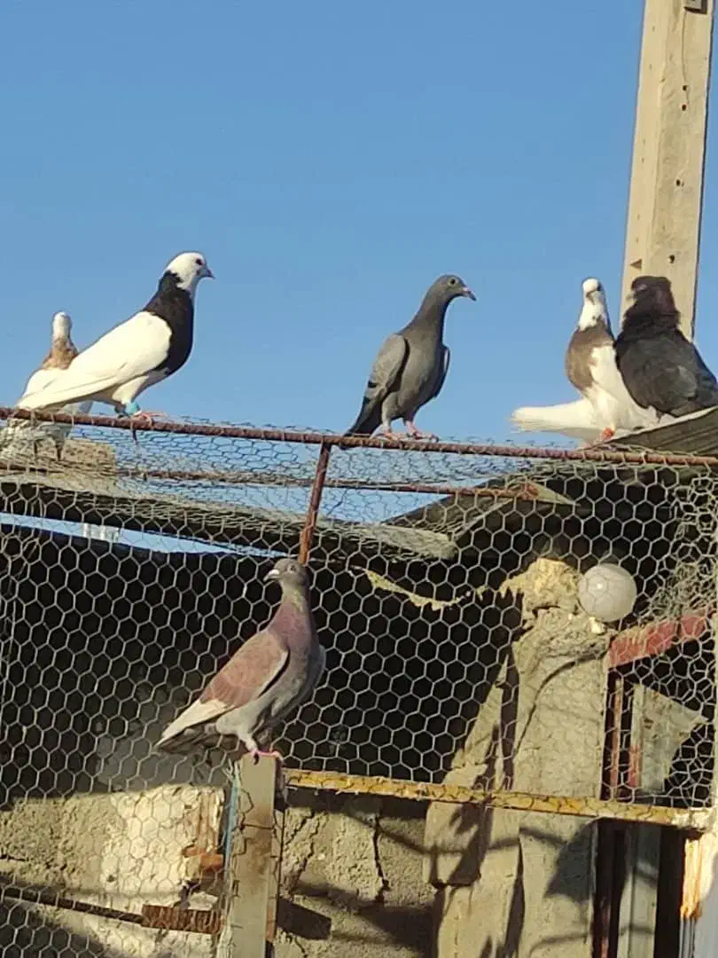 جوجه کبوترپلاکی|پرنده|بوشهر, |دیوار