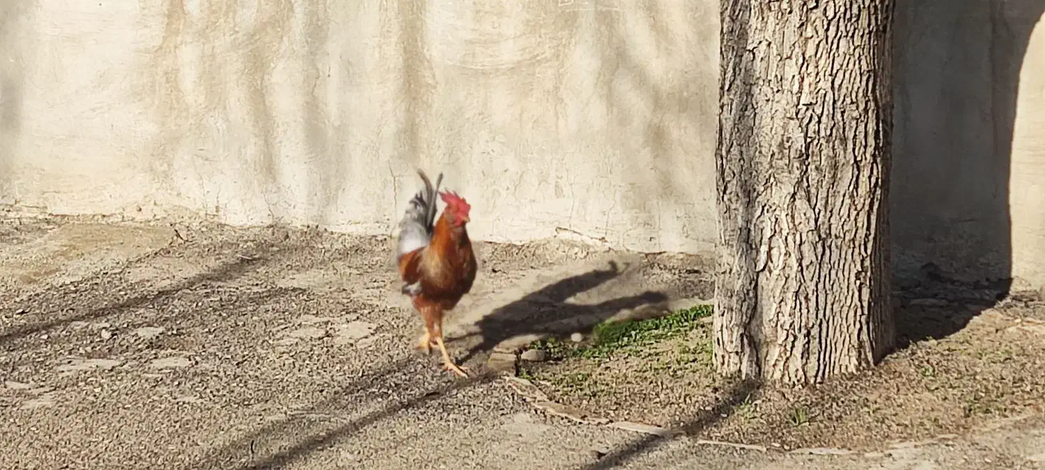 خروس گلین|حیوانات مزرعه|قزوین, |دیوار