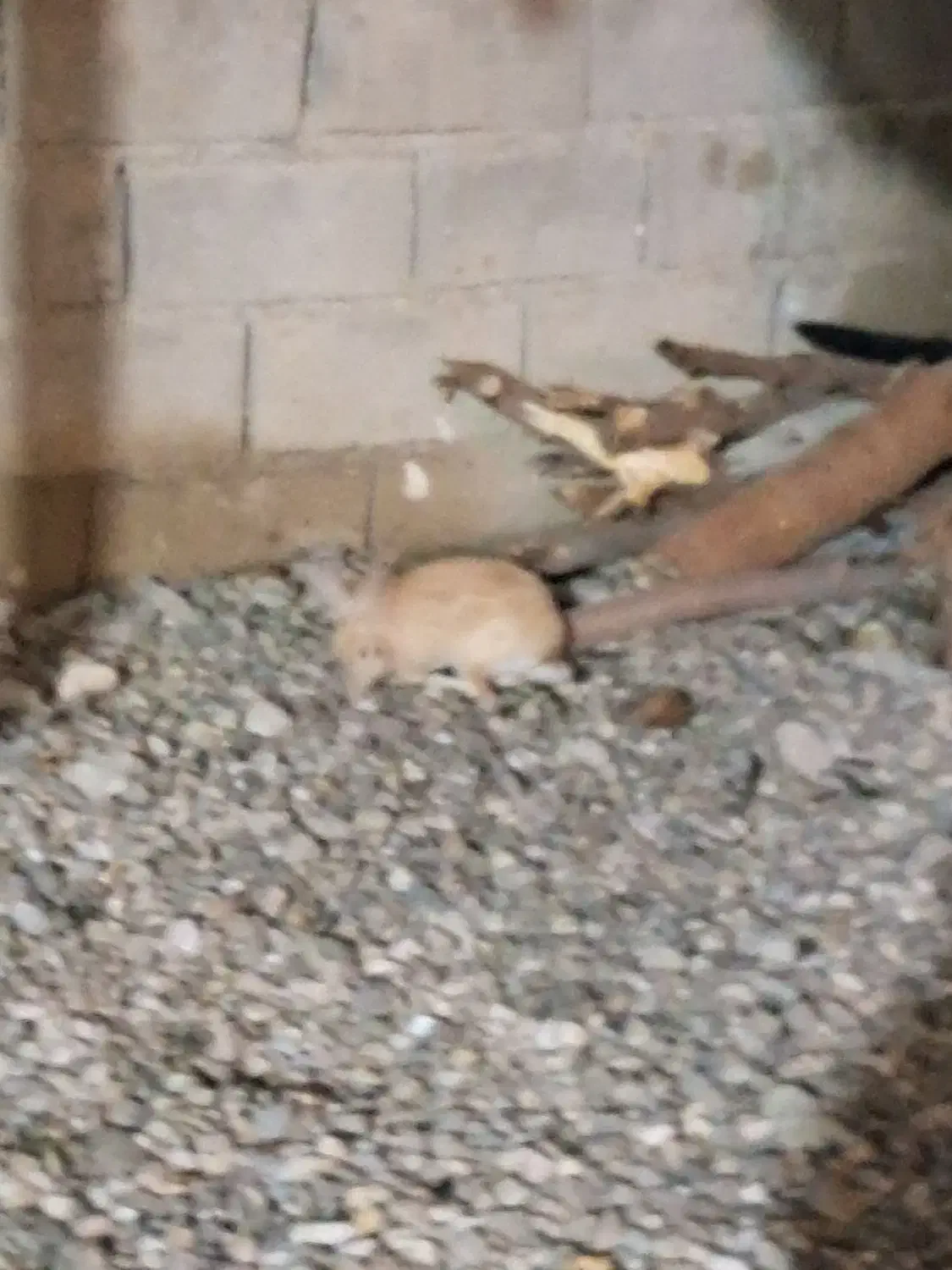 خرگوش|موش و خرگوش|آذرشهر, |دیوار